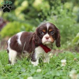 Rocco, Cavalier King Charles Spaniel Puppy